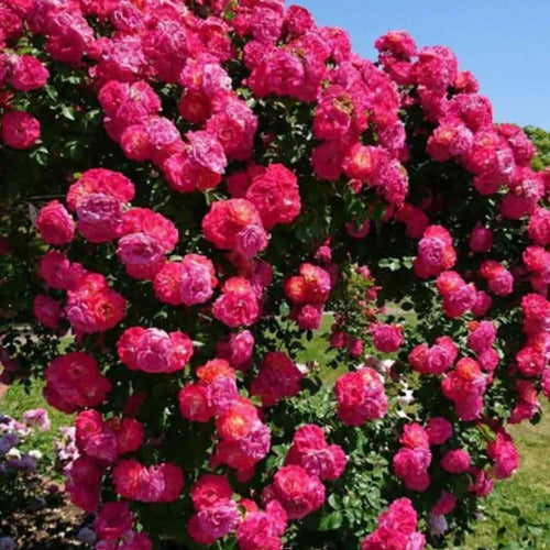 Elegant Climbing Rose Flower Seeds ( Pack Of 2 )