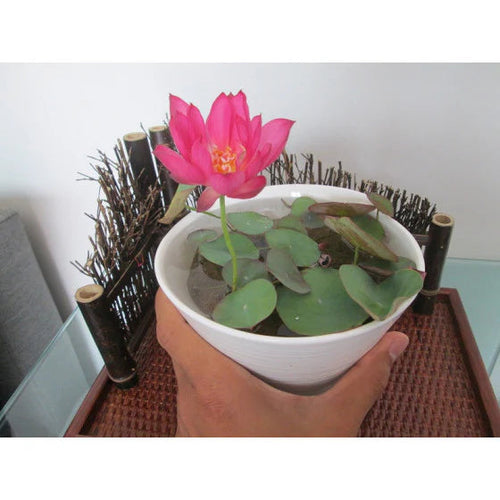 Japanese Bonsai Multicolour Bowl Lotus Seeds (7 Days Germination )